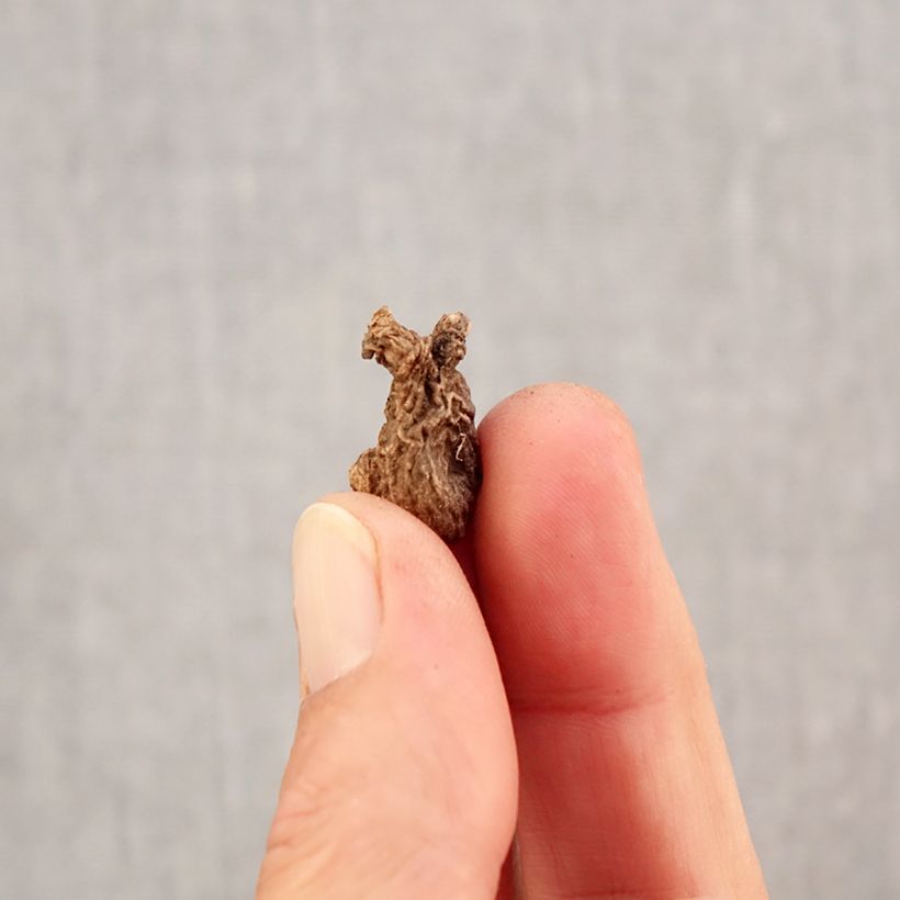 Exemplaar van Anemone coronaria Sylphide - Klaproos-anemoon Bol kaliber 5 zoals geleverd in de herfst