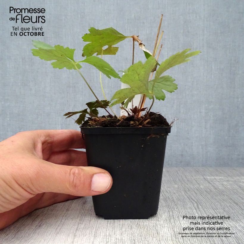 Exemplaar van Anemone cylindrica - Kaarsanemoon Kweekpotje van 8/9 cm zoals geleverd in de herfst