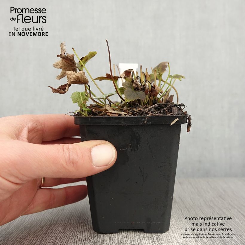 Exemplaar van Anemone du Japon Alando Rose Godet de 8/9 cm zoals geleverd in de herfst