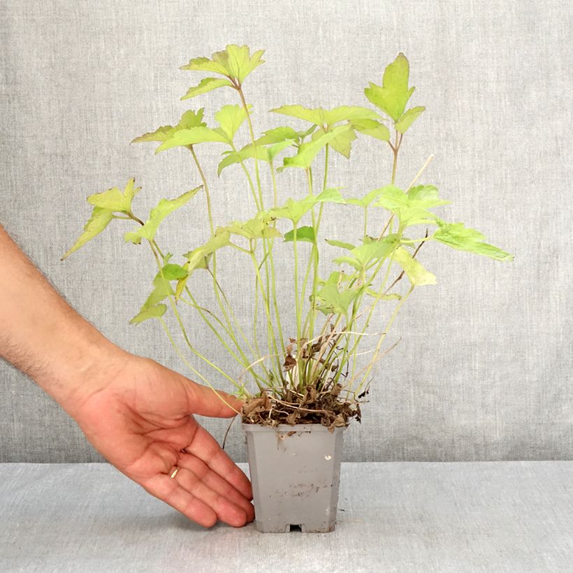 Exemplaar van Anemone hupehensis Alando Rose - Herfstanemoon Kweekpotje van 8/9 cm zoals geleverd in de zomer