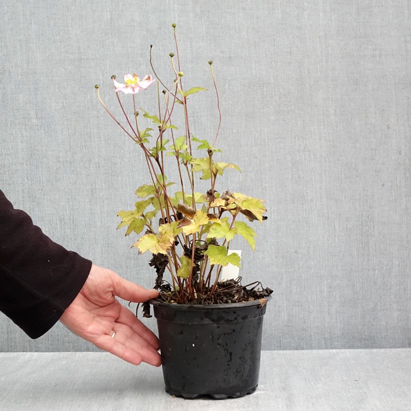 Exemplaar van Anemone hupehensis Crispa - Herfstanemoon Pot van 2 l/3 l zoals geleverd in de herfst