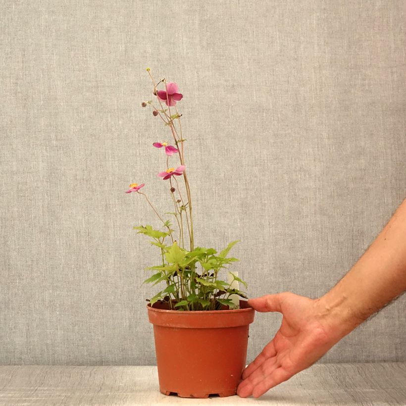 Exemplaar van Anemone hupehensis Crispa - Herfstanemoon Pot van 2 l/3 l zoals geleverd in de zomer