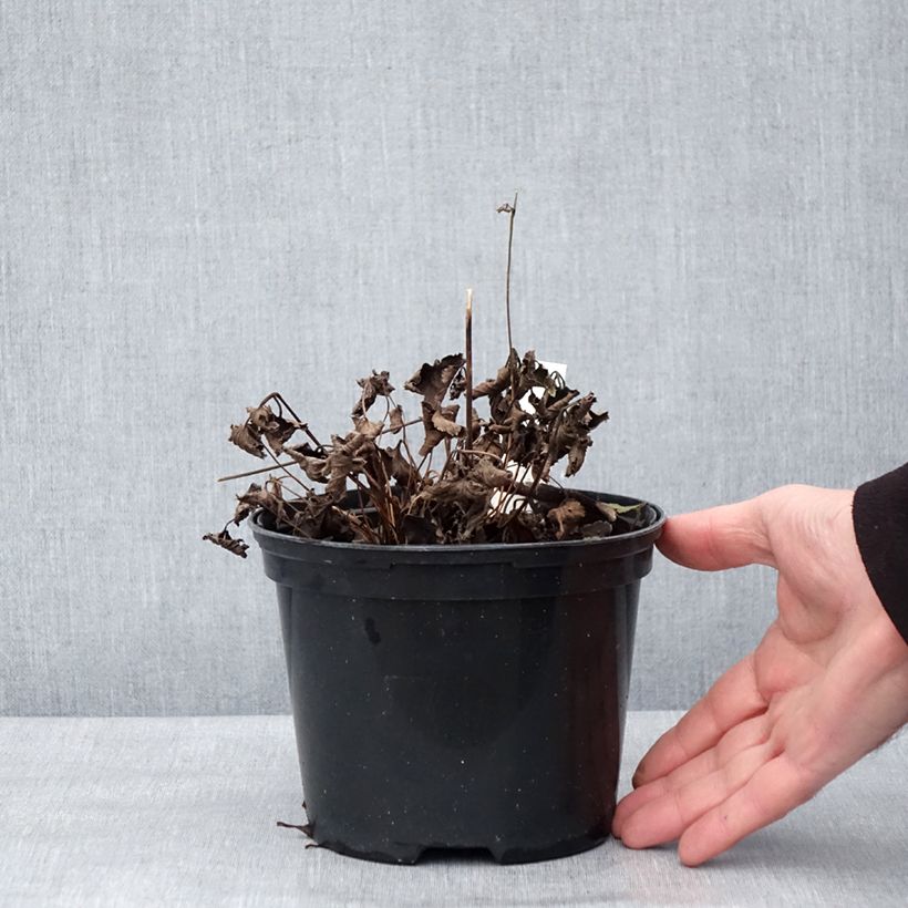 Exemplaar van Anemone hupehensis Crispa - Herfstanemoon Pot van 2 l/3 l zoals geleverd in de winter