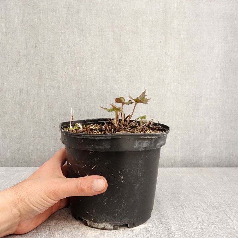 Exemplaar van Anemone hupehensis Crispa - Herfstanemoon Pot van 2 l/3 l zoals geleverd in de lente