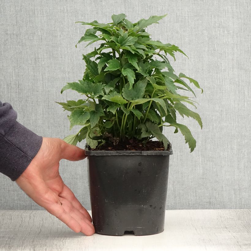 Exemplaar van Anemone Fantasy Ariel - Herfstanemoon Pot van 2 l/3 l zoals geleverd in de zomer