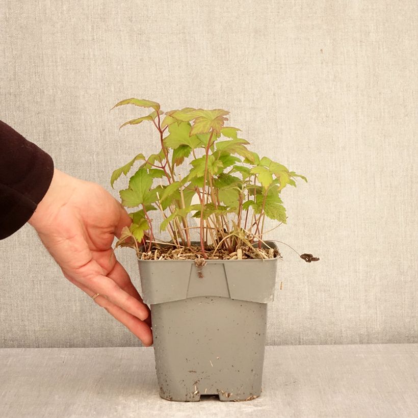 Exemplaar van Anemone Fantasy Ariel - Herfstanemoon Pot van 2 l/3 l zoals geleverd in de lente