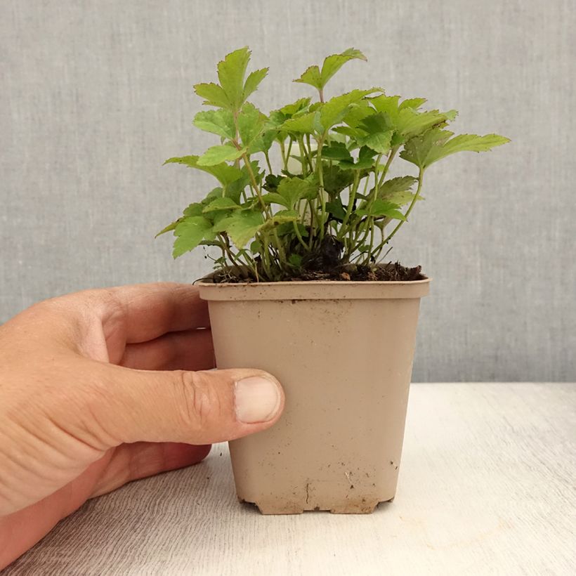 Exemplaar van Anemone Fantasy Cinderella - Herfstanemoon Kweekpotje van 8/9 cm zoals geleverd in de zomer