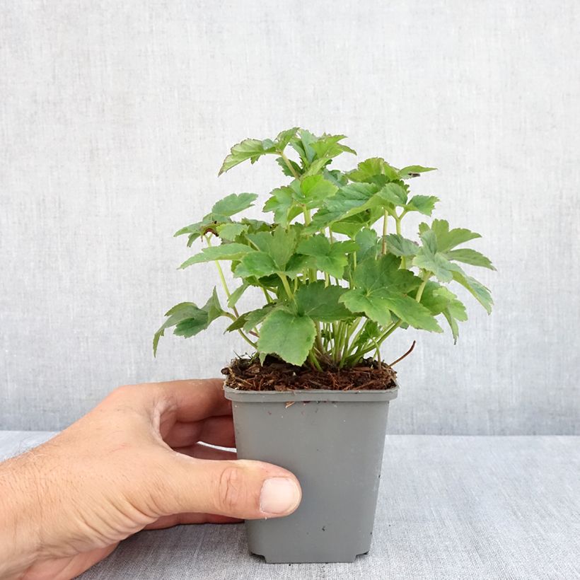 Exemplaar van Anemone Fantasy Jasmine - Herfstanemoon Kweekpotje van 8/9 cm zoals geleverd in de zomer