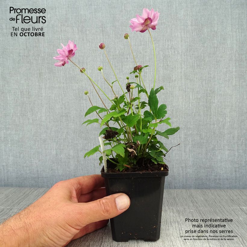 Exemplaar van Anemone hupehensis Fantasy Pocahontas - Herfstanemoon Kweekpotje van 8/9 cm zoals geleverd in de herfst