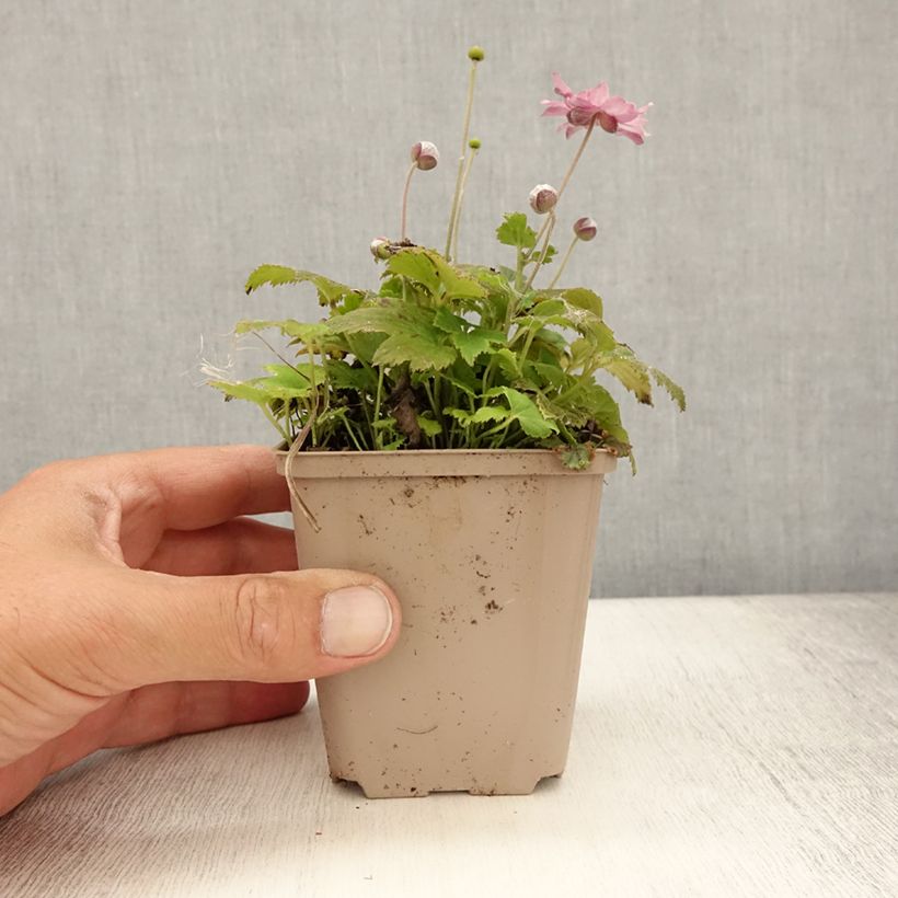 Exemplaar van Anemone hupehensis Fantasy Pocahontas - Herfstanemoon Kweekpotje van 8/9 cm zoals geleverd in de zomer