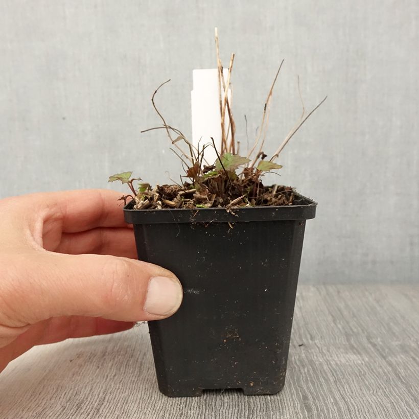 Exemplaar van Anemone Fantasy Red Riding Hood - Herfstanemoon Kweekpotje van 8/9 cm zoals geleverd in de lente