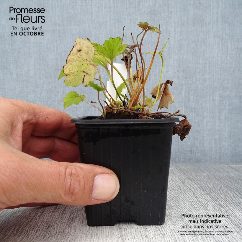 Exemplaar van Anemone hupehensis Pamina - Herfstanemoon Kweekpotje van 8/9 cm zoals geleverd in de herfst