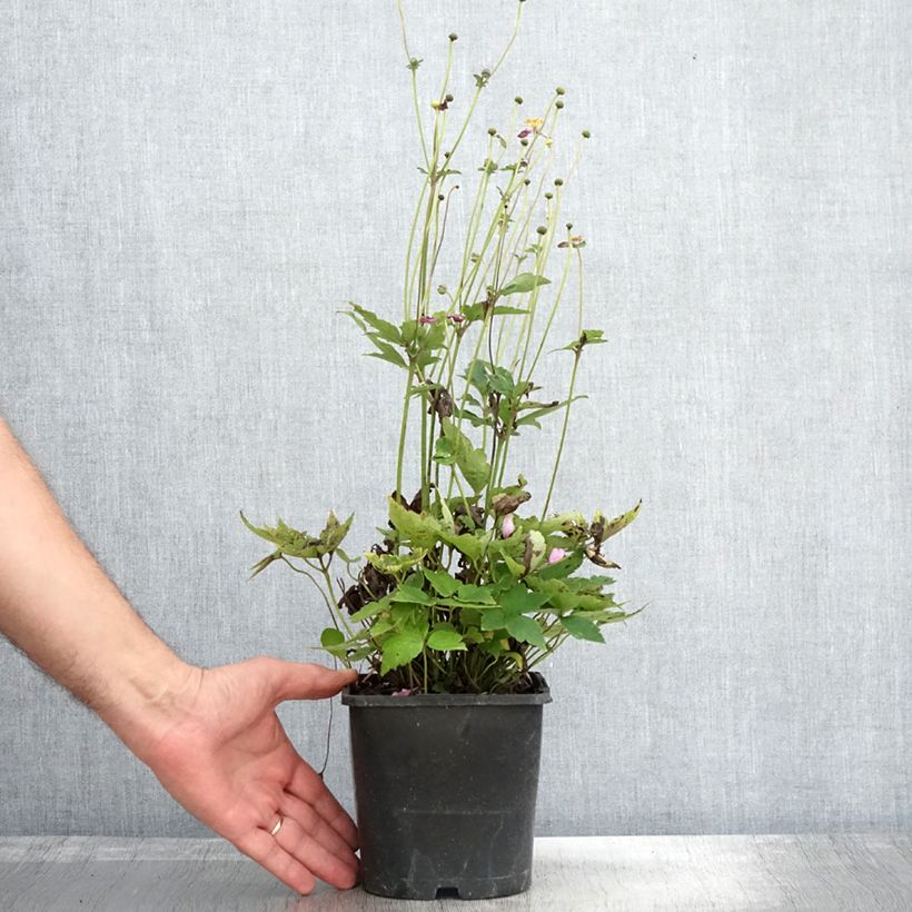 Exemplaar van Anemone hupehensis Pamina - Herfstanemoon Pot van 1 l/1,5 l zoals geleverd in de herfst