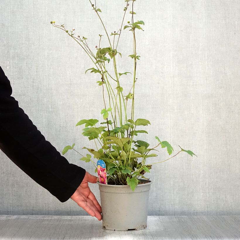 Exemplaar van Anémone du Japon Pamina - Anemone hupehensis var. japonica Pot de 3L/4L zoals geleverd in de herfst