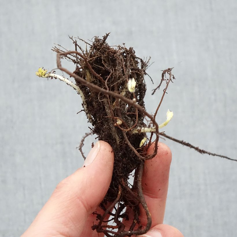 Exemplaar van Anemone hupehensis Pamina - Herfstanemoon Naakte wortel zoals geleverd in de winter