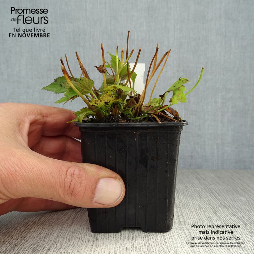 Exemplaar van Anemone hupehensis Prinz Heinrich - Herfstanemoon Kweekpotje van 8/9 cm zoals geleverd in de herfst