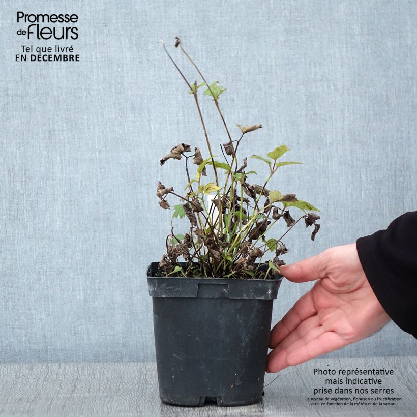 Exemplaar van Anemone hupehensis Prinz Heinrich - Herfstanemoon Pot van 2 l/3 l zoals geleverd in de herfst