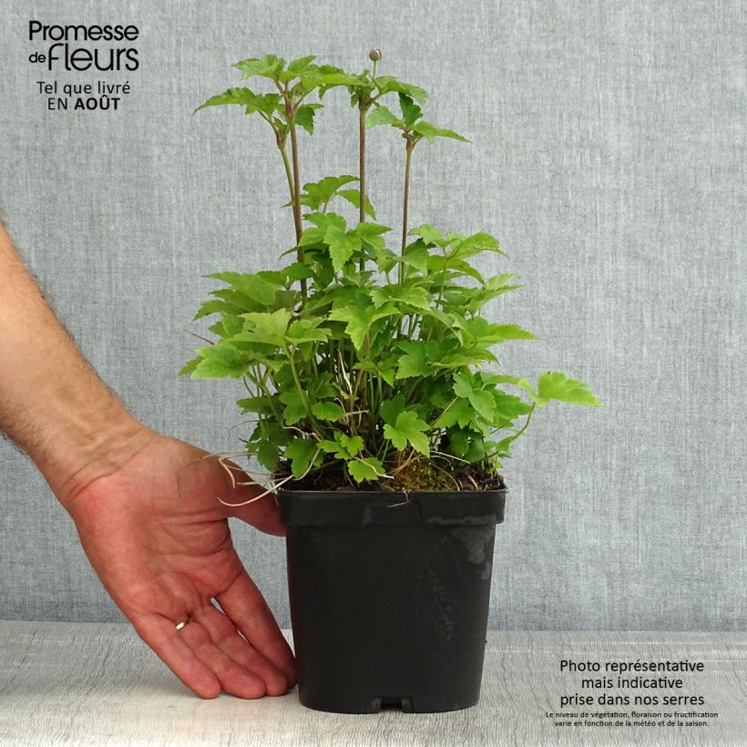 Exemplaar van Anemone hupehensis Prinz Heinrich - Herfstanemoon Pot van 2 l/3 l zoals geleverd in de zomer