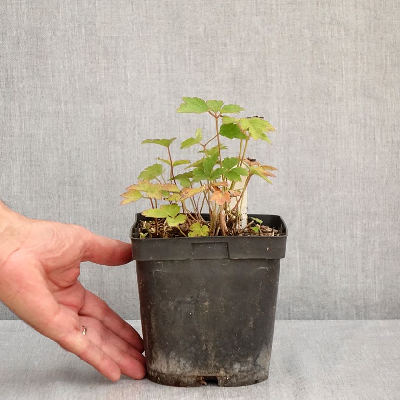 Exemplaar van Anemone tomentosa Robustissima - Herfstanemoon Pot van 1,5 l/2 l zoals geleverd in de zomer