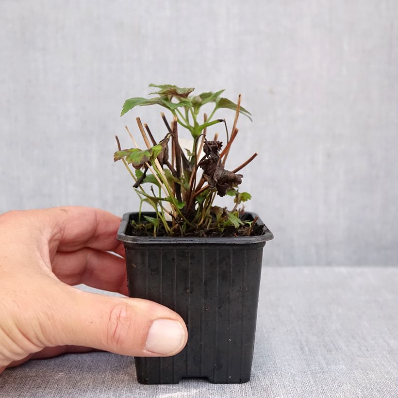 Exemplaar van Anemone hybrida Rubra Plena - Herfstanemoon Kweekpotje van 8/9 cm zoals geleverd in de herfst