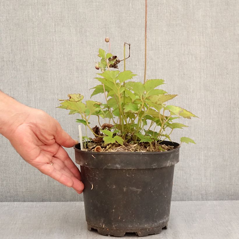 Exemplaar van Anemone hupehensis Praecox - Herfstanemoon Pot van 2 l/3 l zoals geleverd in de zomer