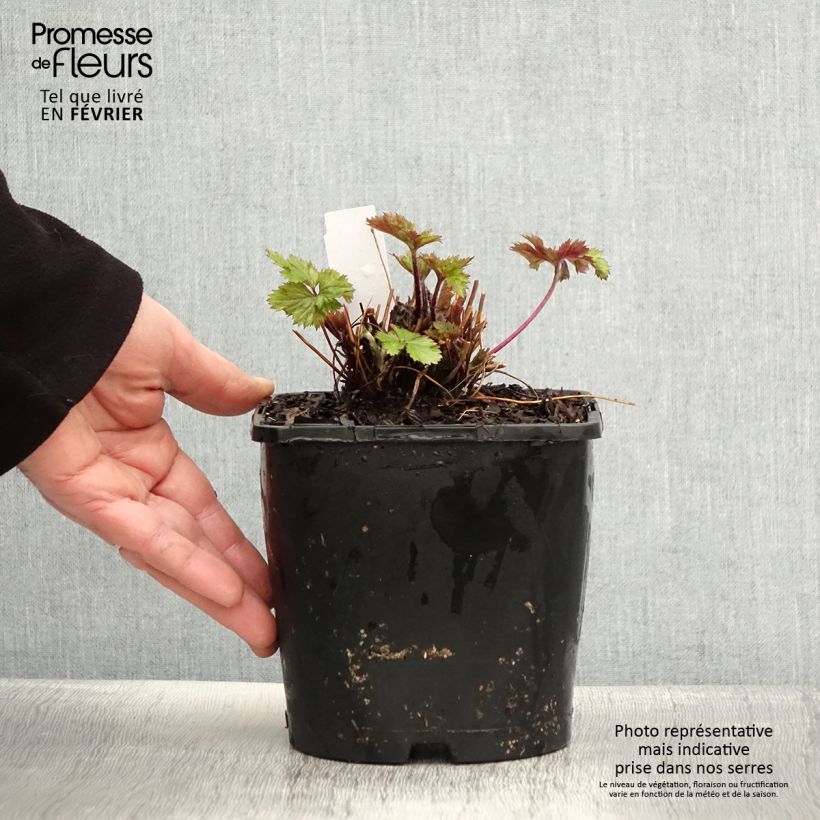 Exemplaar van Anemone hybride Elfin Swan - Anémone japonaise. Pot de 2L/3L zoals geleverd in de winter