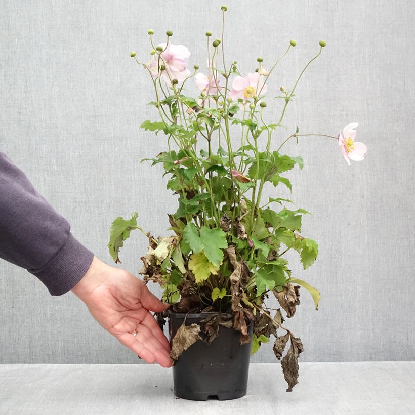 Exemplaar van Anemone hybrida Royal Blush - Herfstanemoon Pot van 1,5 l/2 l zoals geleverd in de herfst