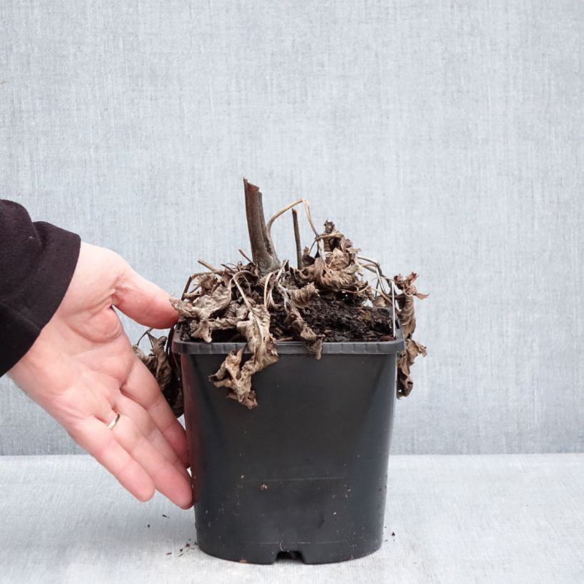 Exemplaar van Anemone hybrida Royal Blush - Herfstanemoon Pot van 1,5 l/2 l zoals geleverd in de winter