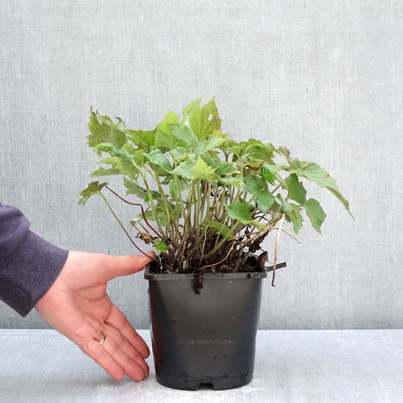 Exemplaar van Anemone hybrida Royal Blush - Herfstanemoon Pot van 1,5 l/2 l zoals geleverd in de lente