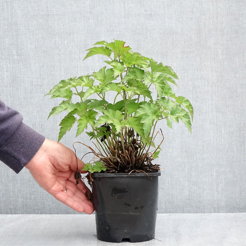 Exemplaar van Anemone hybrida Royal Pink - Herfstanemoon Pot van 1,5 l/2 l zoals geleverd in de lente