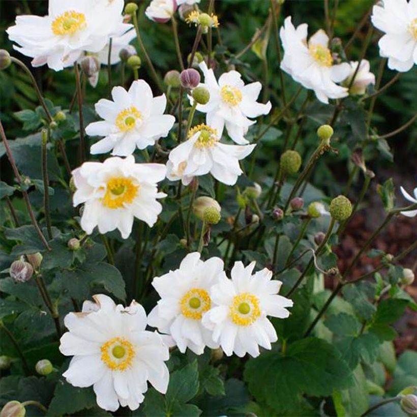 Anemone hupehensis Snow Angels - Herfstanemoon (Bloei)