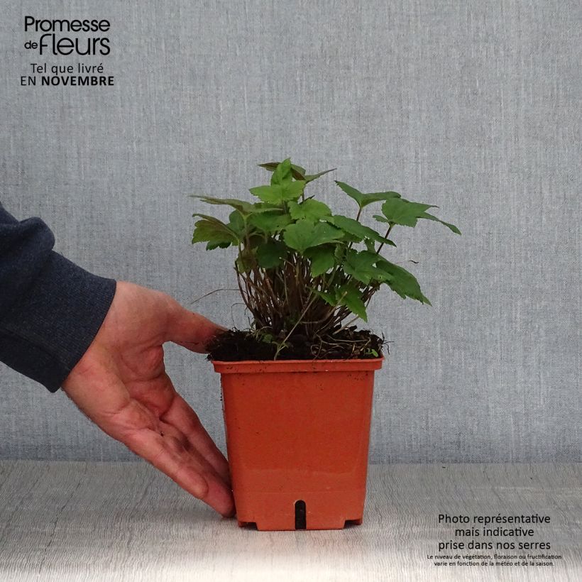 Exemplaar van Anémone hybride Snow Angels Pot de 1L/1,5L zoals geleverd in de herfst