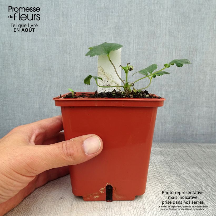 Exemplaar van Anemone hupehensis Snow Angels - Herfstanemoon Pot van 1 l/1,5 l zoals geleverd in de zomer
