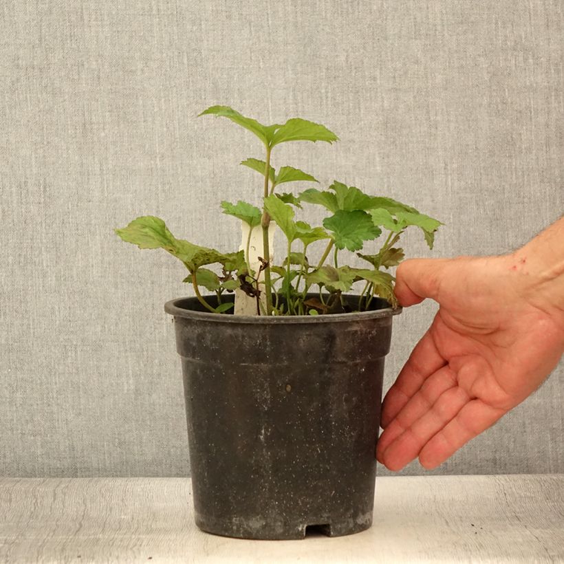 Exemplaar van Anemone Andrea Atkinson - Herfstanemoon Pot van 2 l/3 l zoals geleverd in de zomer