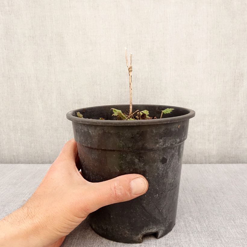 Exemplaar van Anemone Andrea Atkinson - Herfstanemoon Pot van 2 l/3 l zoals geleverd in de lente