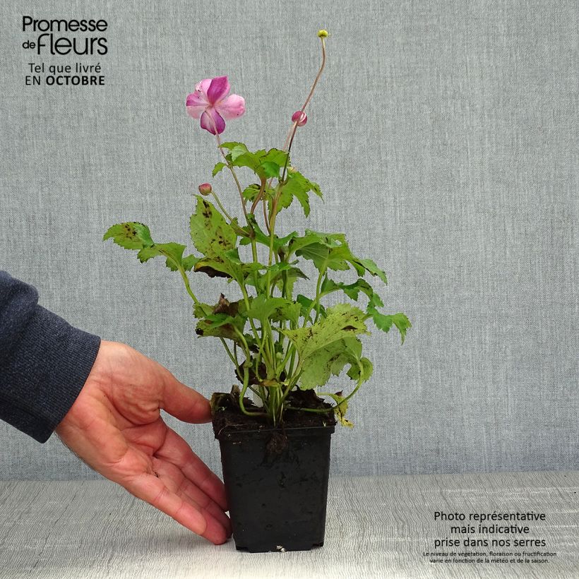 Exemplaar van Anemone hupehensis Little Princess - Herfstanemoon Kweekpotje van 8/9 cm zoals geleverd in de herfst