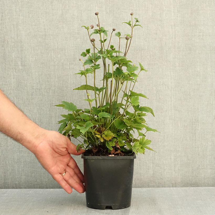 Exemplaar van Anemone Margarete - Herfstanemoon Pot van 2 l/3 l zoals geleverd in de zomer