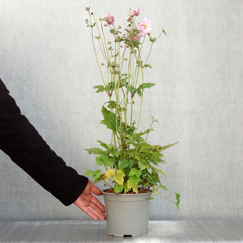Exemplaar van Anémone japonaise Mont Rose Pot de 3L/4L zoals geleverd in de herfst