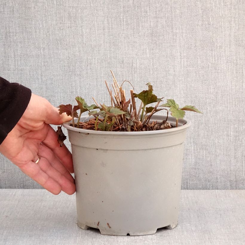 Exemplaar van Anemone Mont Rose - Herfstanemoon Pot van 3 l/4 l zoals geleverd in de lente