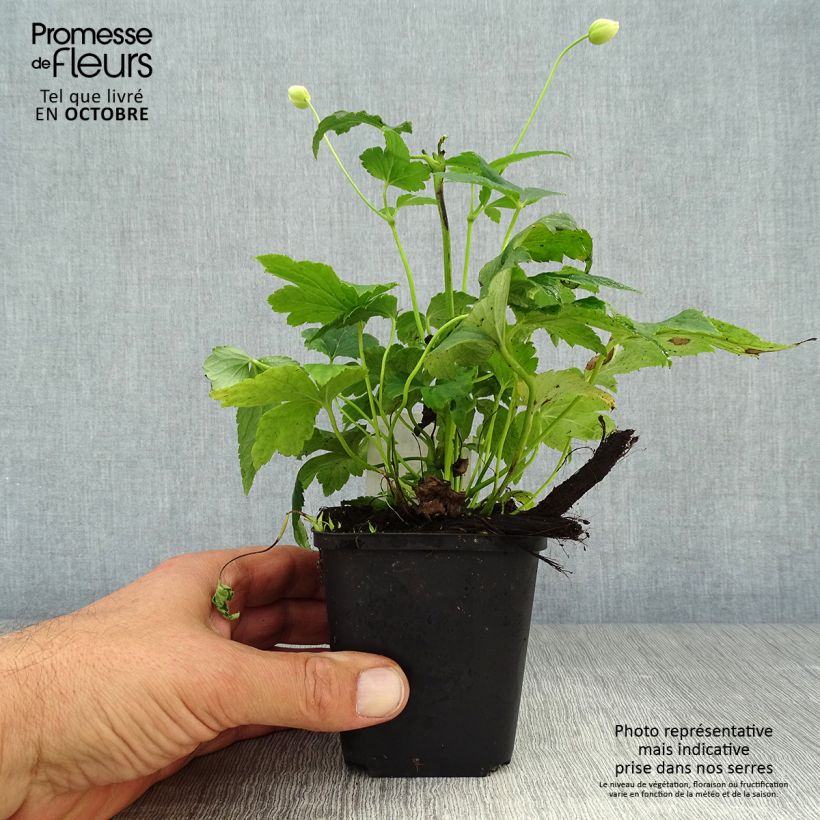 Exemplaar van Anemone hupehensis Pretty Lady Maria - Herfstanemoon Kweekpotje van 8/9 cm zoals geleverd in de herfst