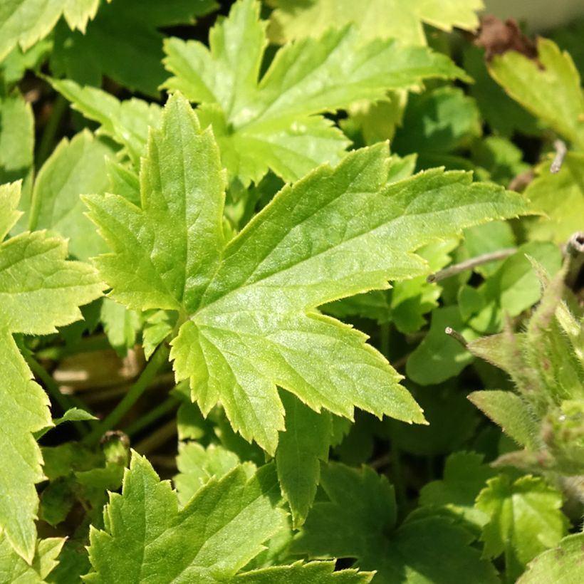 Anemone hupehensis Pretty Lady Maria - Herfstanemoon (Blad)