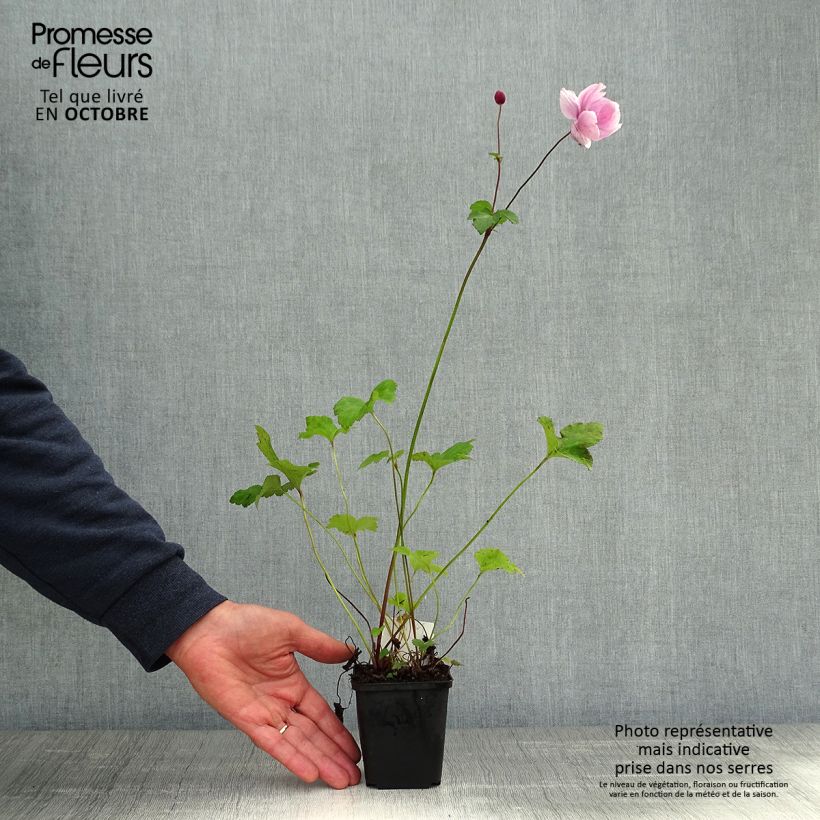 Exemplaar van Anemone Königin Charlotte - Herfstanemoon Kweekpotje van 8/9 cm zoals geleverd in de herfst