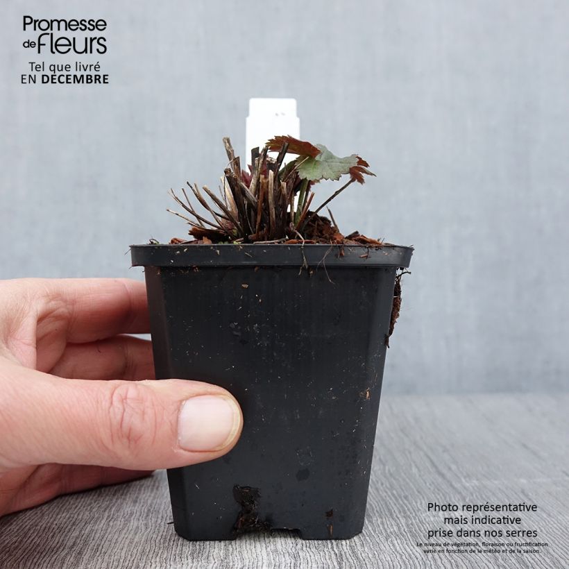 Exemplaar van Anemone Richard Ahrens - Herfstanemoon Kweekpotje van 8/9 cm zoals geleverd in de herfst
