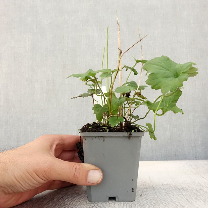 Exemplaar van Anemone hupehensis September Charm - Herfstanemoon Kweekpotje van 8/9 cm zoals geleverd in de herfst