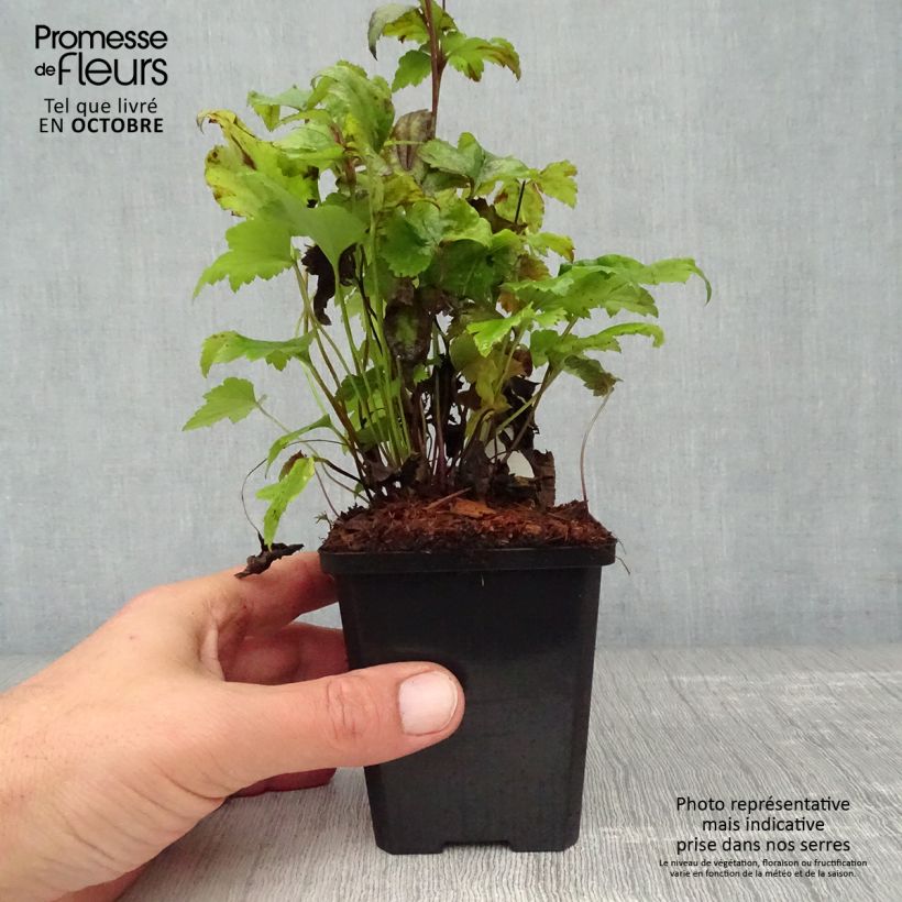 Exemplaar van Anemone hupehensis Splendens - Herfstanemoon Kweekpotje van 8/9 cm zoals geleverd in de herfst