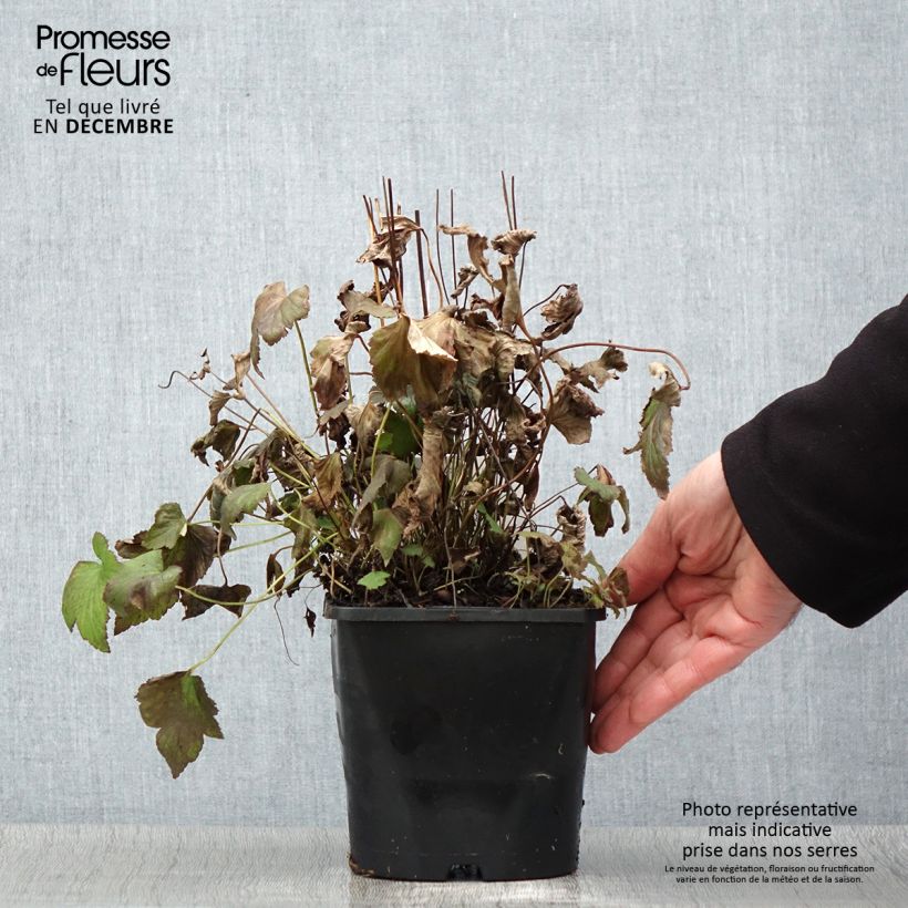 Exemplaar van Anemone hupehensis Splendens - Herfstanemoon Pot van 2 l/3 l zoals geleverd in de herfst