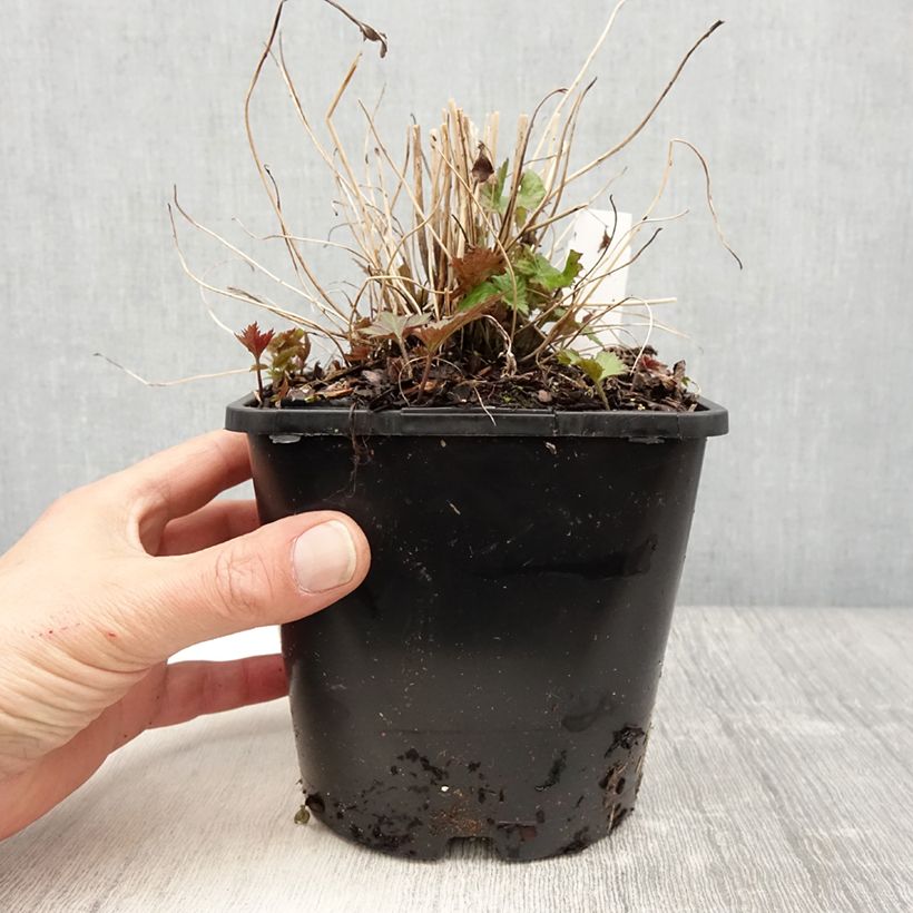 Exemplaar van Anemone hupehensis Splendens - Herfstanemoon Pot van 2 l/3 l zoals geleverd in de lente