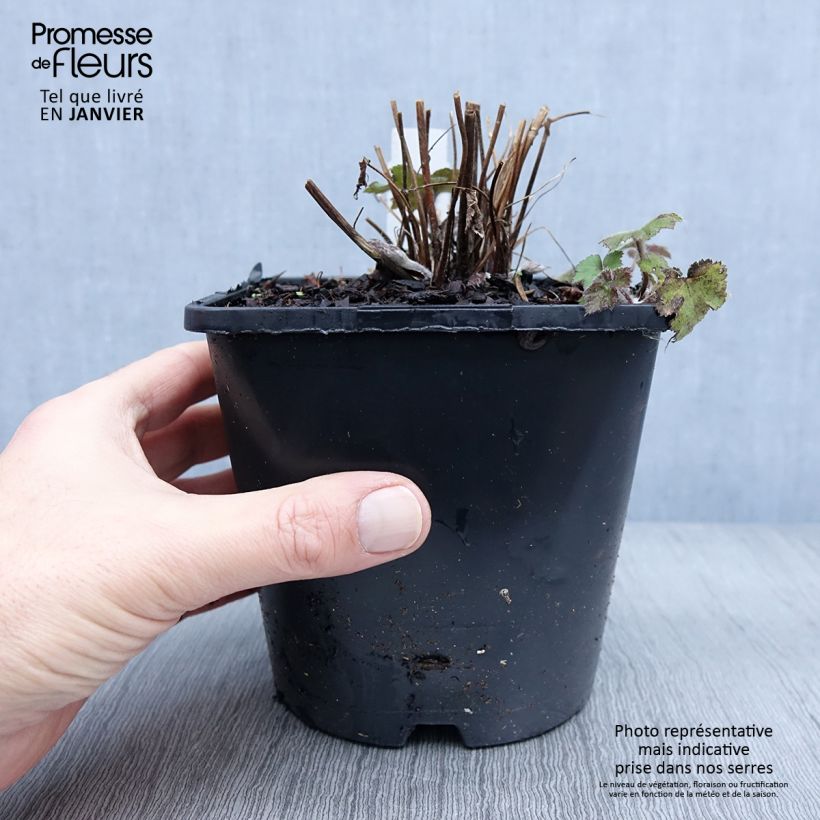 Exemplaar van Anémone japonaise tomentosa Serenade Pot de 2L/3L zoals geleverd in de winter