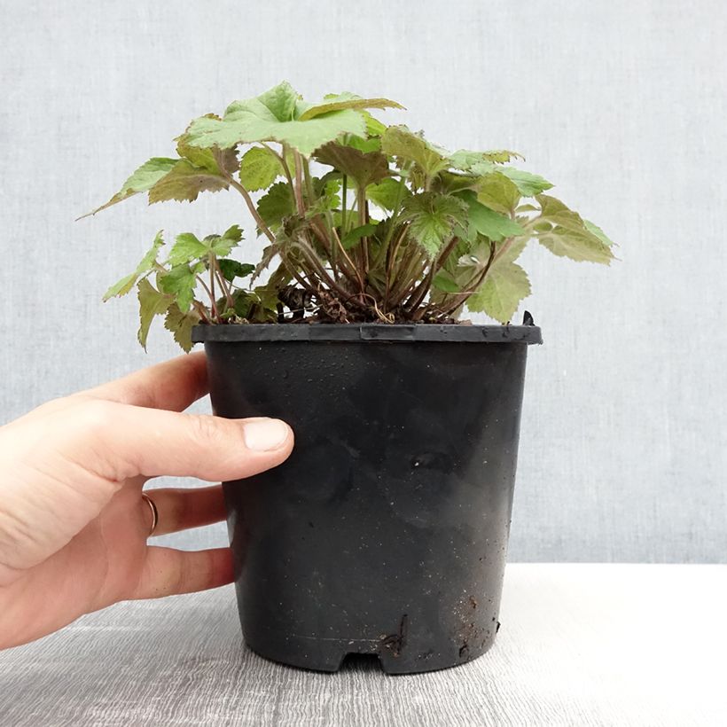 Exemplaar van Anemone Serenade - Herfstanemoon Pot van 2 l/3 l zoals geleverd in de lente