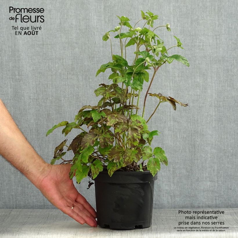 Exemplaar van Anemone Whirlwind - Herfstanemoon Pot van 1,5 l/2 l zoals geleverd in de zomer